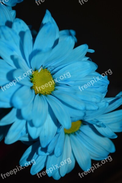 Macro Blue Daisies Flowers Colorful