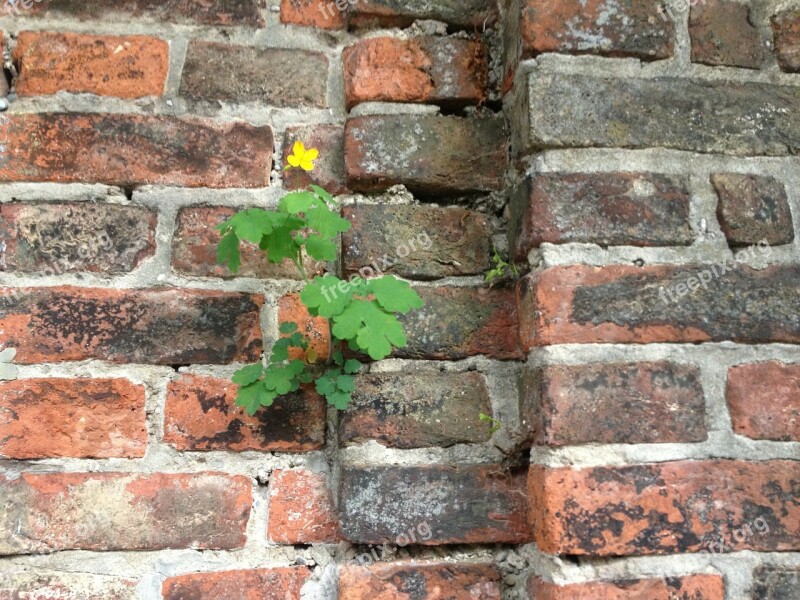 Wall Live Plant By Looking Nature