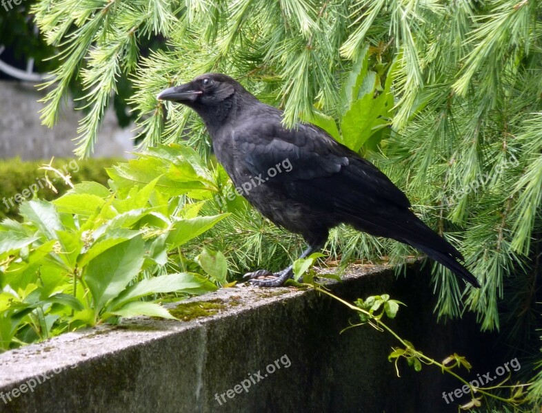 Crow Raven Bird Black Flying