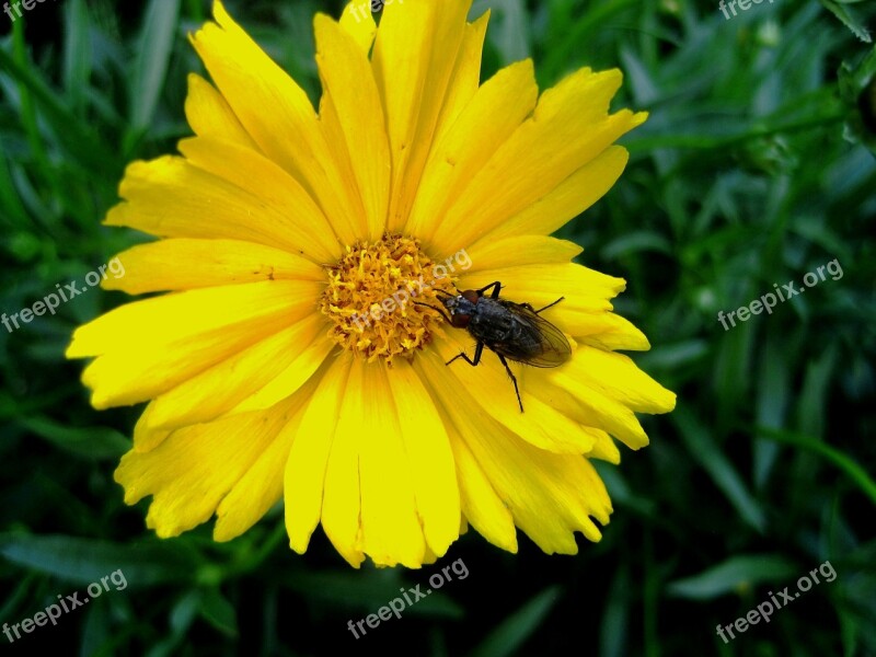 Flower Daisy Yellow Bright Fly