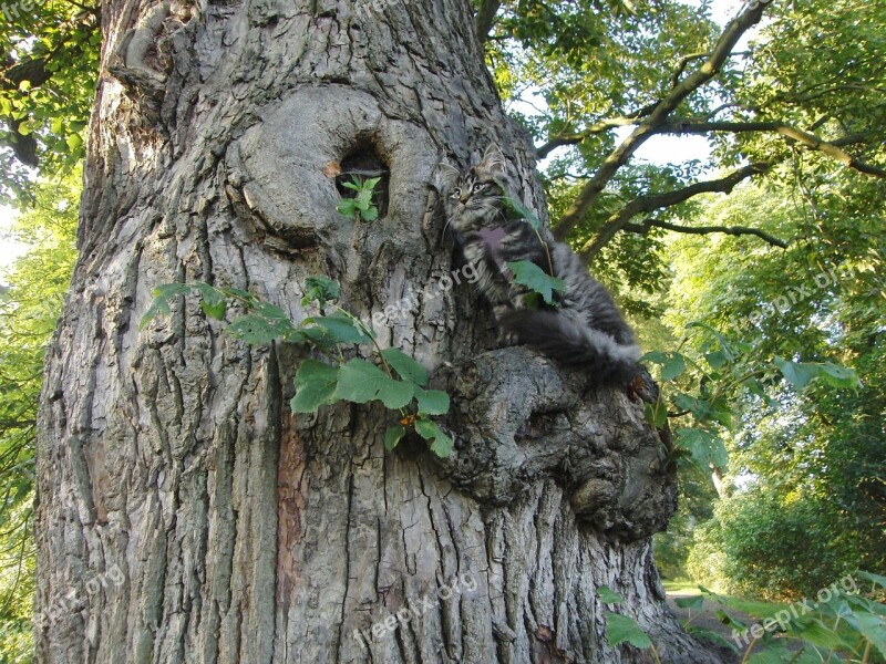 In Accordance Picture Puzzle Cat Tree Eintracht