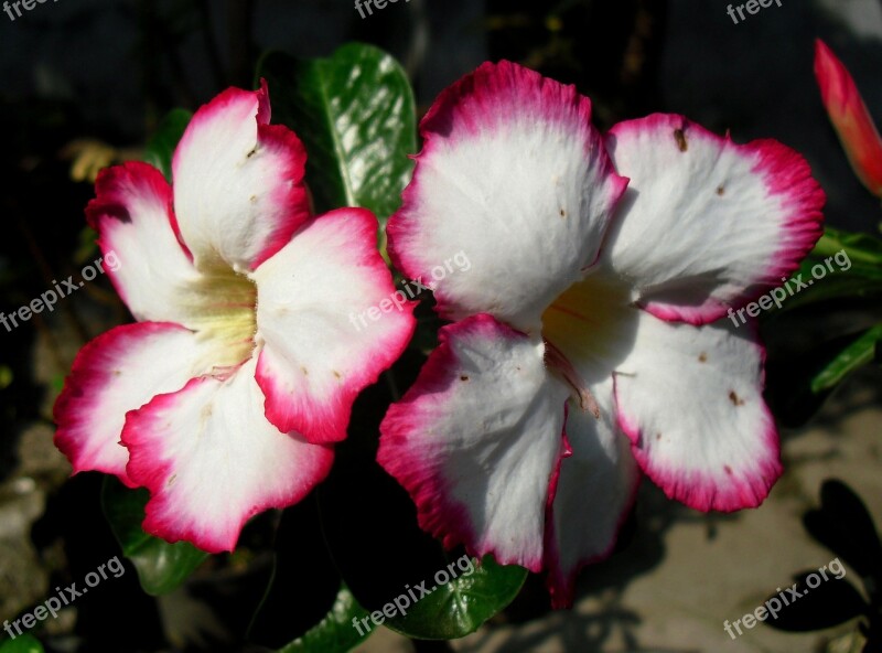 Bunga Kamboja Jepang Jawa Indonesia Flower