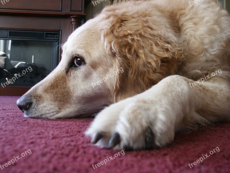 Dog Relaxing Pet Canine Labrador