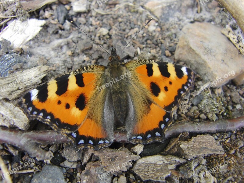 Butterfly Stones Transformation Peacock Butterfly Nature