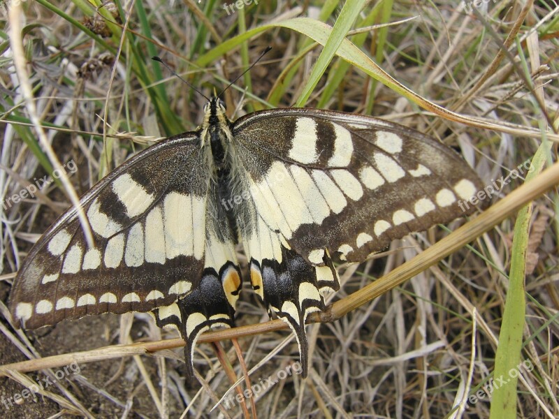 Butterfly Stones Transformation Peacock Butterfly Nature