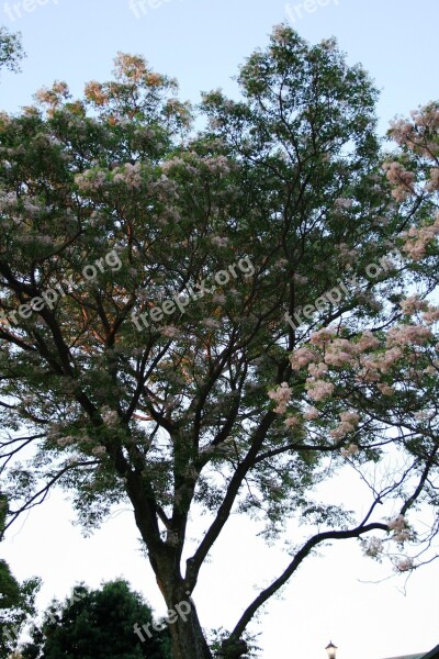 Trees Tall Blooming Flowers Clumped