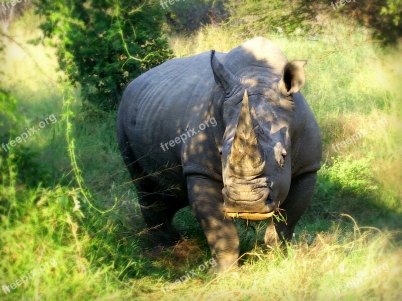 Africa South Africa Wildlife White Rhinoceros Square-lipped Rhinoceros