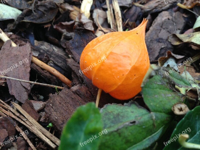 Lampionblume Orange Autumn Free Photos