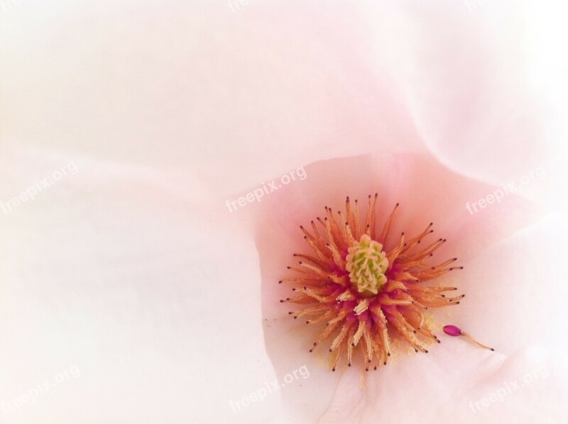 Macro Blossom Bloom Pink Magnolia