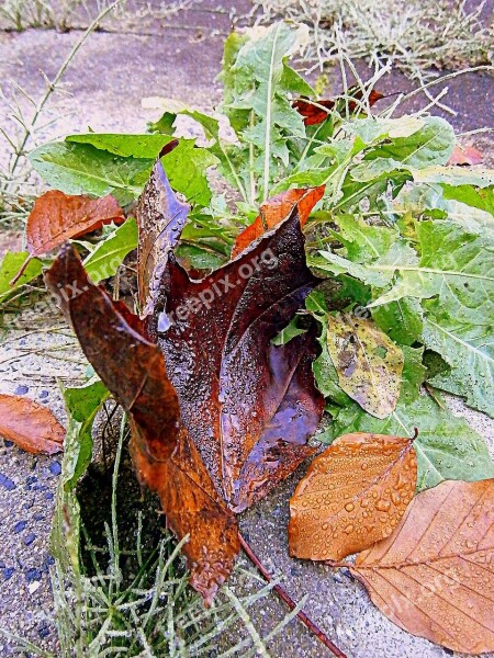 Leaf Autumn Fall Foliage Drip Raindrop