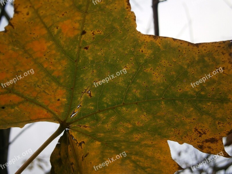 Leaf Autumn Fall Foliage Color Maple