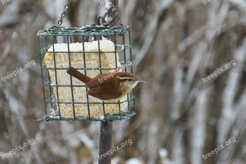 Carolina Wren Wren Bird Passerine Bird Thryothorus Ludovicianus