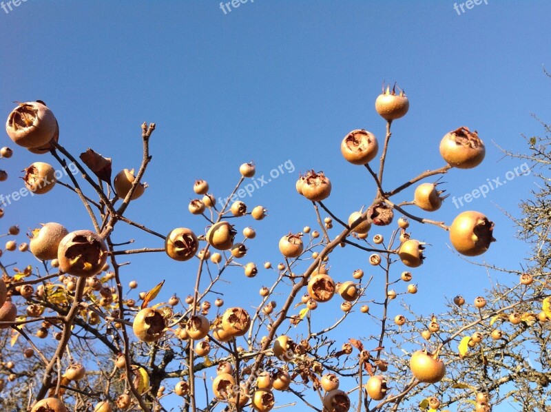 Asperln Autumn Fruits Nature Harvest