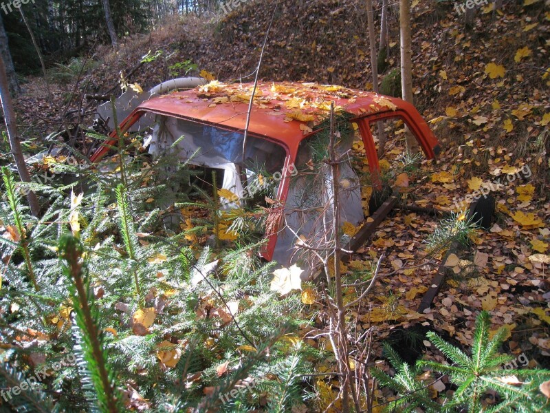 Car Roof Forest Autumn Colors Spruce Seedlings