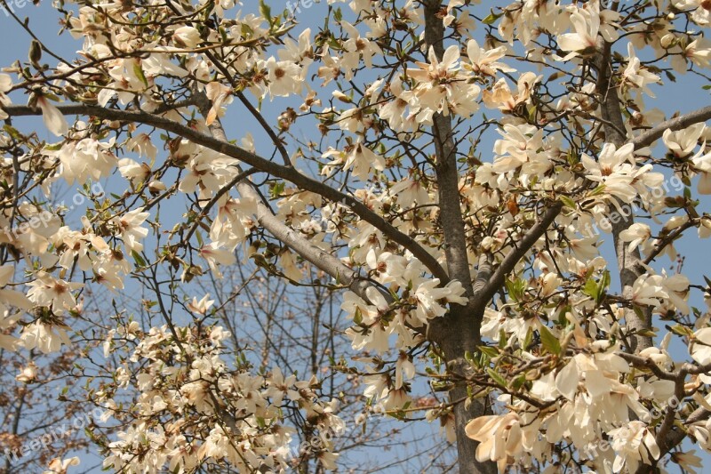 Flowers Flower Tree Spring Plants White