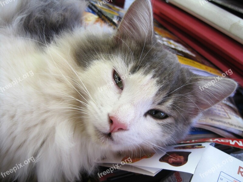 Cat Kitten White And Grey Soft Fluffy