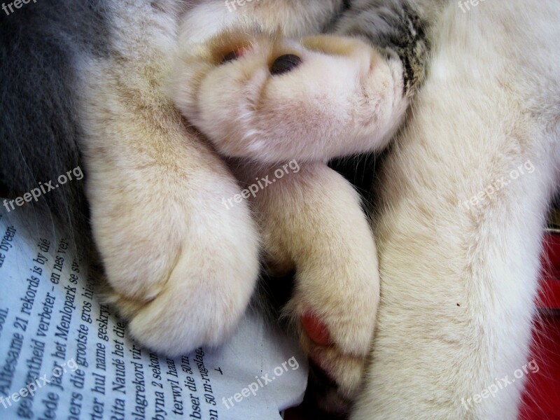 Cat Paws Soft Plump Relaxed