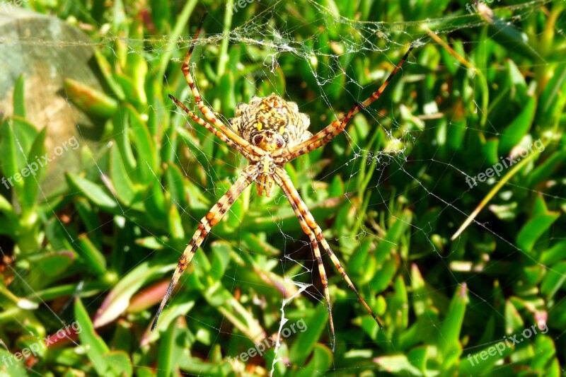 Spider Arachnid Spider On Web Close-up Spider Web