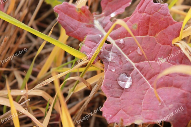 Sheet Drop Water Autumn Free Photos