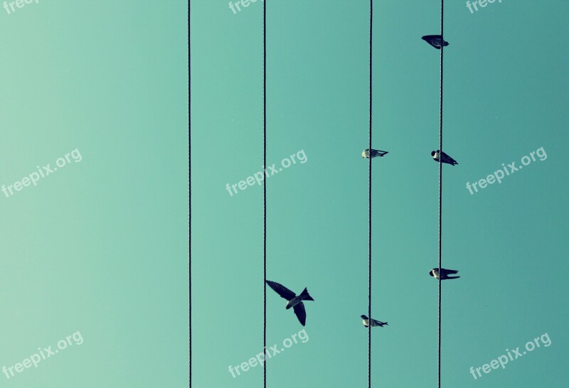 Birds Flight Wires Sky Free Photos