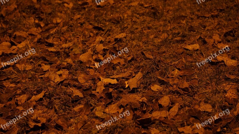 Tree Leaves Grass Ground Autumn Ruksea