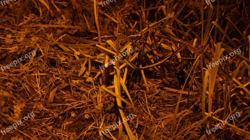 Grass Heinänkorsia Autumn Ground Street Light