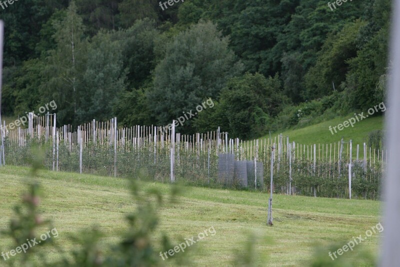 Plantation Wine Wine Hang Winegrowing Free Photos