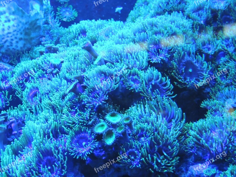 Background Blue Water Coral Reef