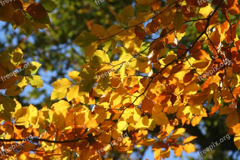 Autumn Mood Fall Foliage Beech Free Photos