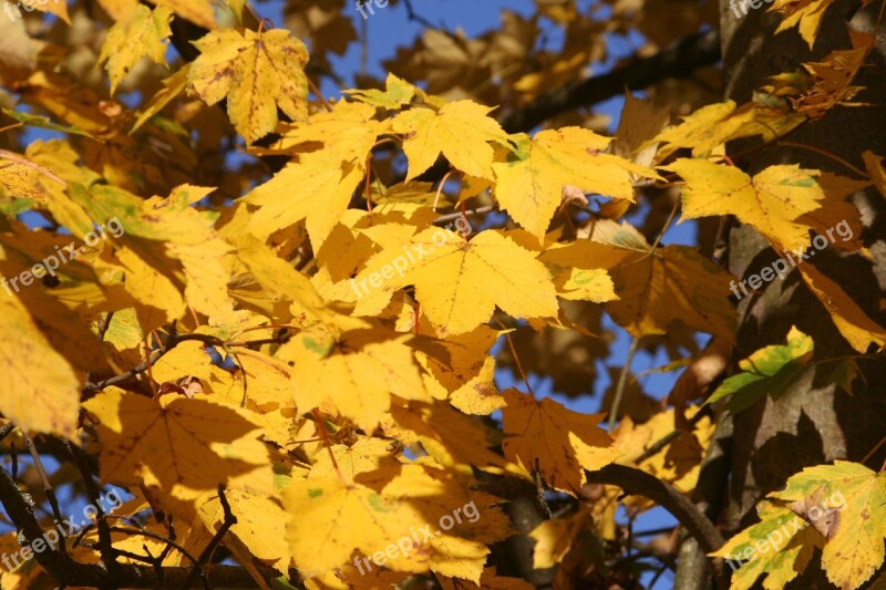 Fall Foliage Maple Yellow Free Photos