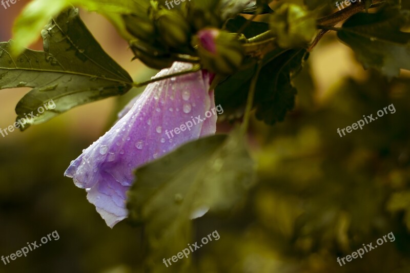 Flower Raindrops Purple Droplet Weather