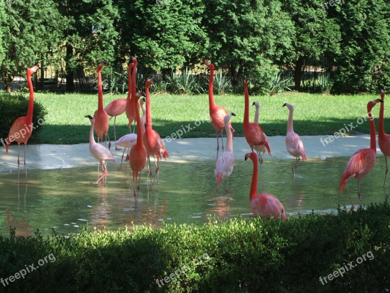 Flamingo Zoo Animals Orange Red