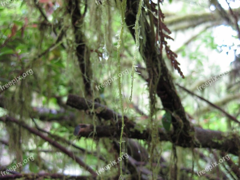 Moss Trees Branch Lichen Twig