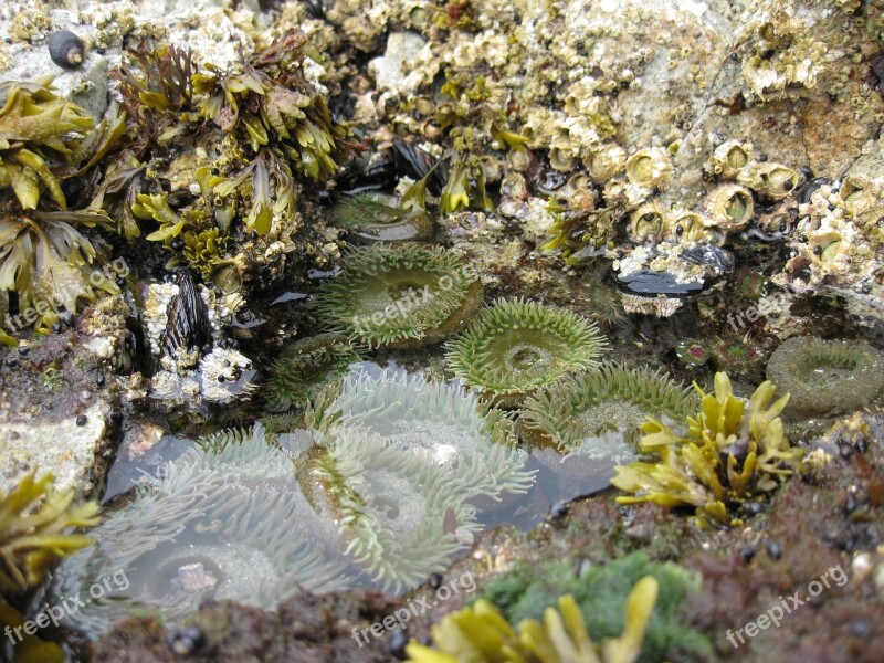 Tidal Pool Coast Wet Organism