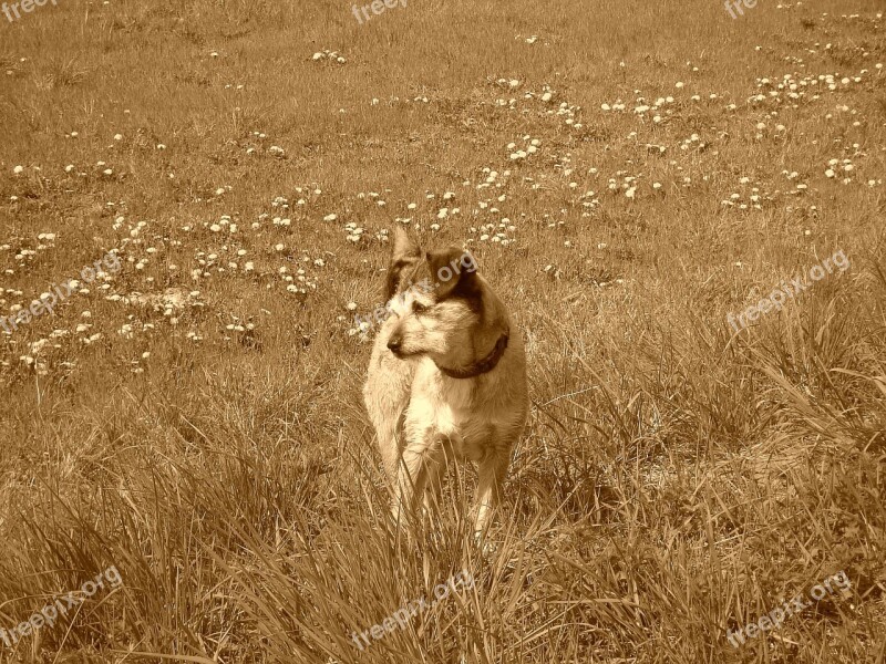 Dog Terrier Attentive Dog Dog On Meadow Free Photos