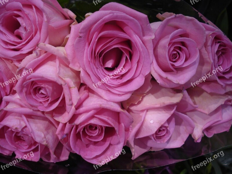 Pink Roses Bouquet Flower Flowers