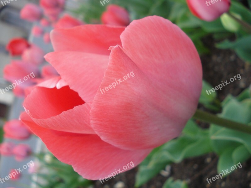 Tulip Pink Flower Spring Detail