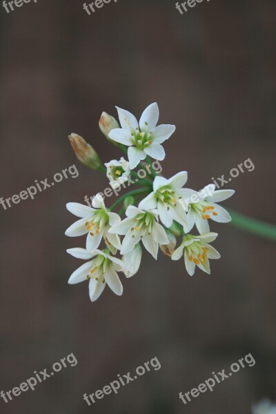 Flowers Garlic Small White Dainty