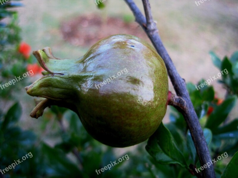 Fruit Pomegranate Round Plump Green