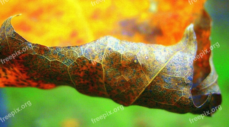 Leaf Autumn Leaf Colorful Free Photos