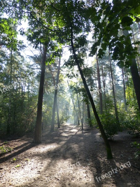 Forest Morning Light Autumn Forest Green Free Photos