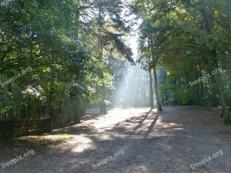 Morgenstimmung Forest Nature Light Free Photos