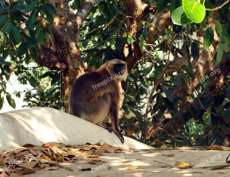 Hanuman Langur Monkey Jamun Tree Syzigium Cumini Blackberry Tree