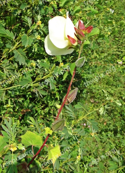 Wild Ladyfinger Abelmoschus Manihot Flower Pods Vegetable