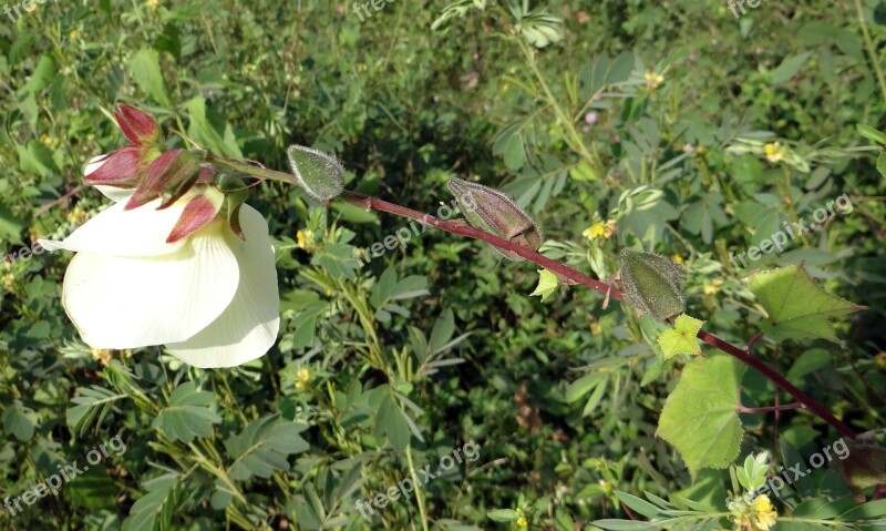 Wild Ladyfinger Abelmoschus Manihot Flower Pods Vegetable