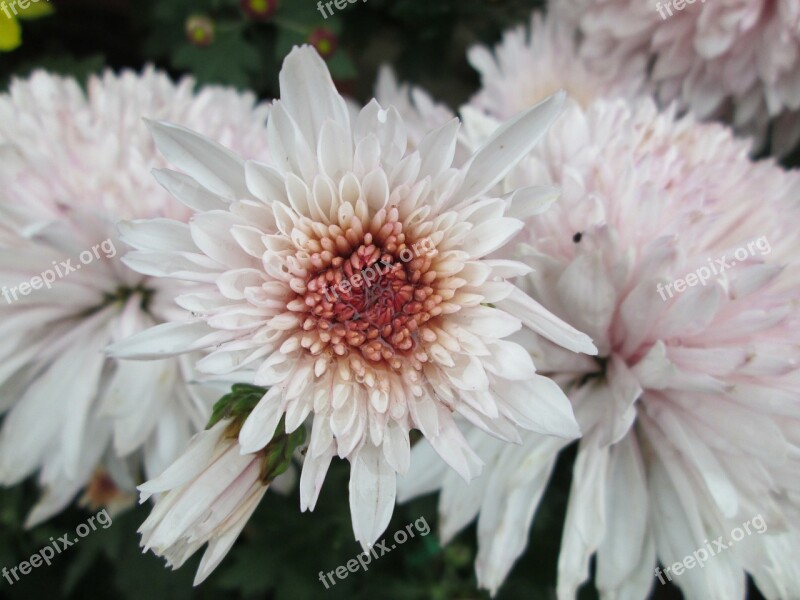 Chrysanthemum Plant Park Purple Free Photos