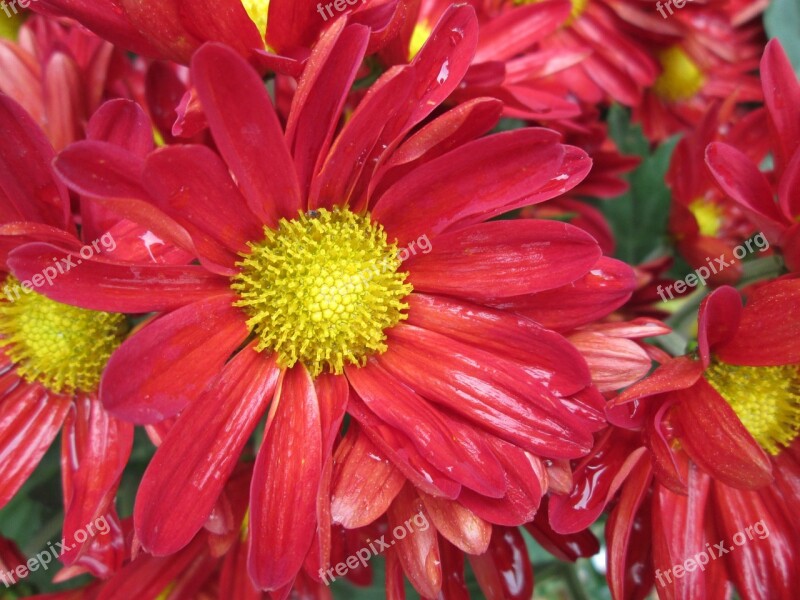 Chrysanthemum Plant Park Red Free Photos