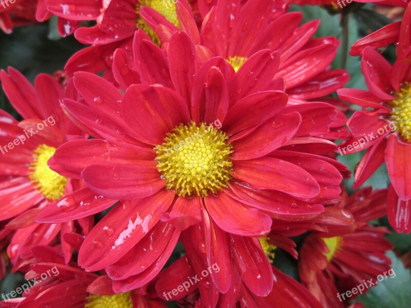 Chrysanthemum Plant Park Red Free Photos