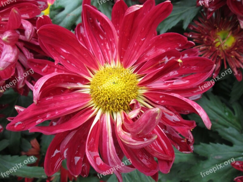 Chrysanthemum Plant Park Red Free Photos