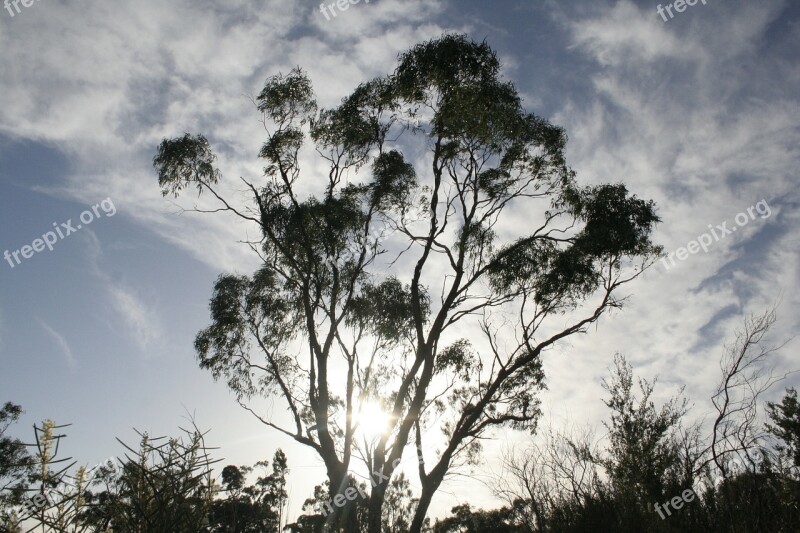 Eucalyptus Tree Leaf Branch Sky